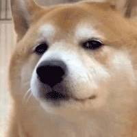 起风了沐